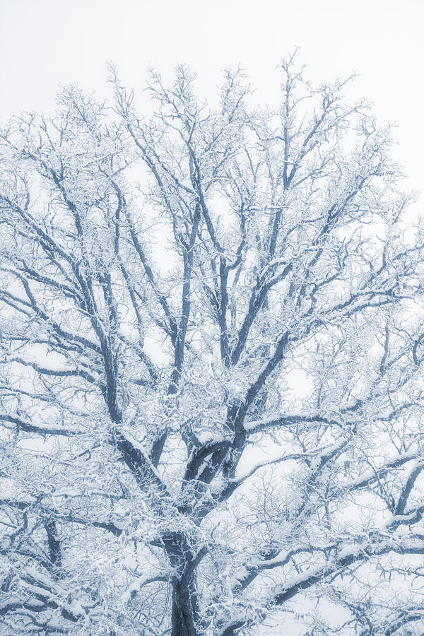 lonely Oak tree in snowy, misty landscape Photograph by Christian Lagereek