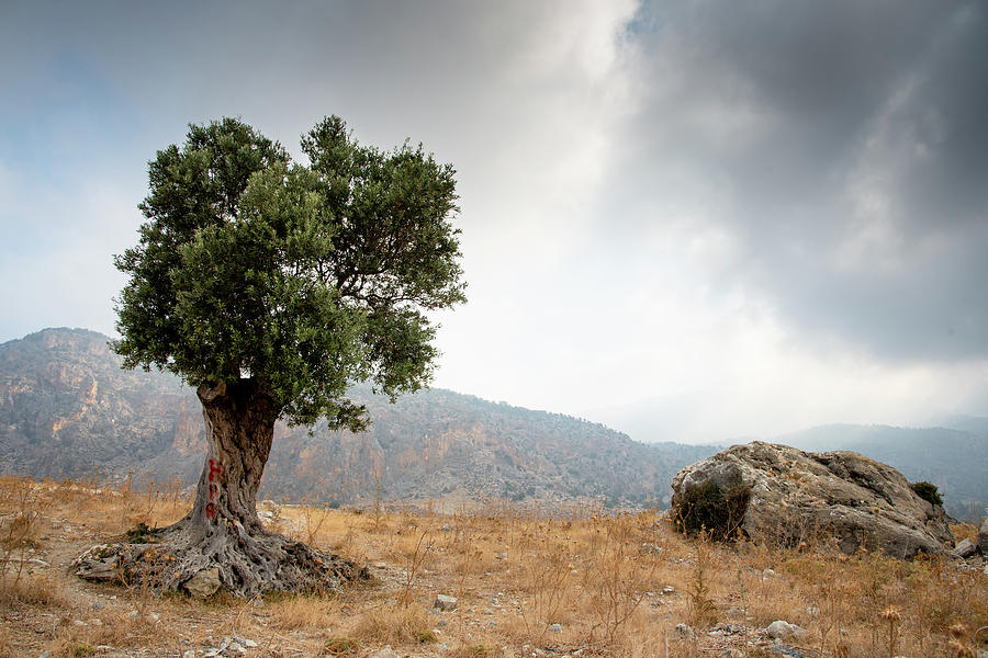 Lonely olive tree and stormy cloudy sky Photograph by Michalakis Ppalis