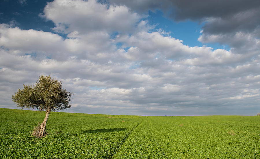 Lonely Olive tree in a green field  and  moving clouds Photograph by Michalakis Ppalis