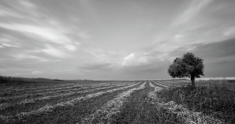 Lonely Olive tree in the field.  Photograph by Michalakis Ppalis
