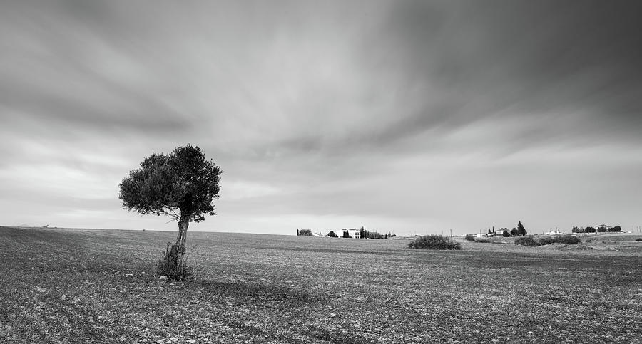 Lonely Olive tree  Photograph by Michalakis Ppalis
