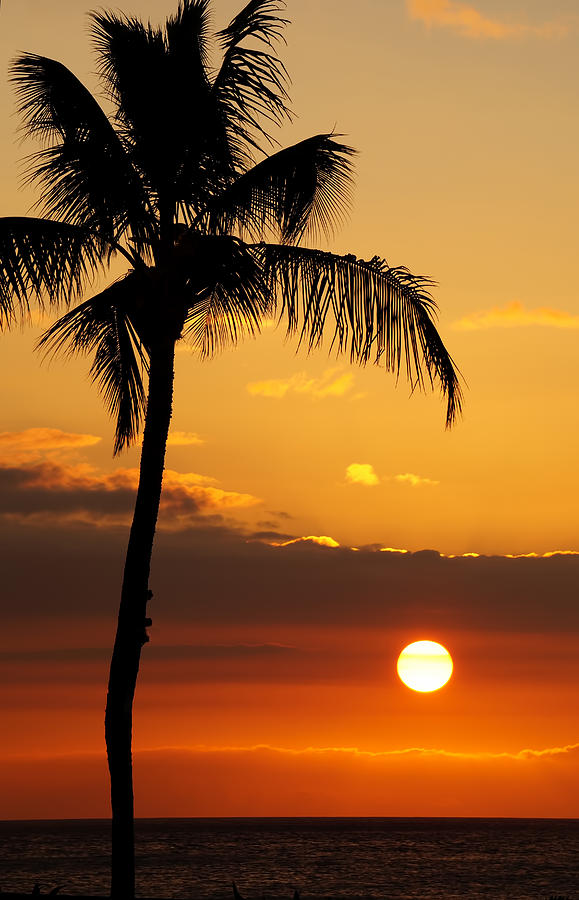 Lonely Palm Tree Photograph by Pamela Walton - Fine Art America