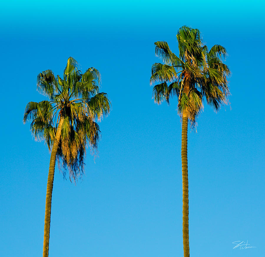 Lonely Palm Trees 2 Photograph By Shari Warren Photography 