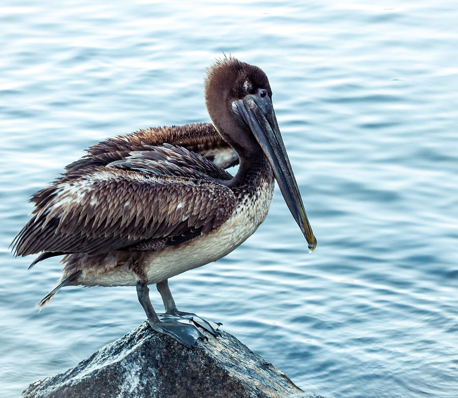 Lonely Pelican Photograph by Debra Forand