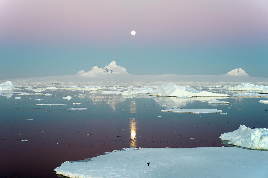 Lonely Penguin in Antarctica Photograph by Jennifer LaBouff
