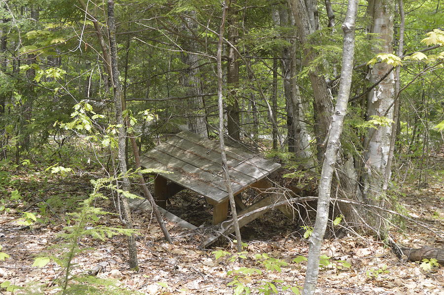 Lonely Picnic Table Photograph by Gale Clay - Fine Art America