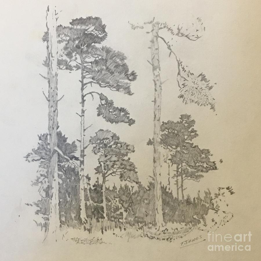 Lonely Pines Drawing by Thomas Janos