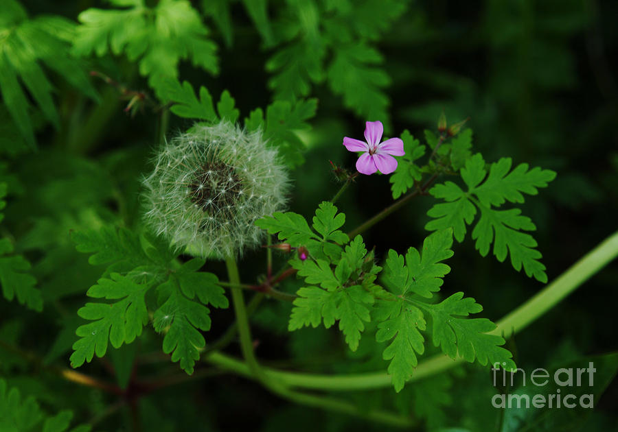 Maine Photograph - Lonely Pink Wildflower by Georgia Sheron