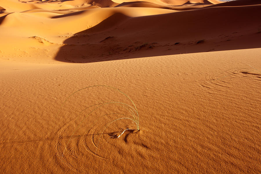 Lonely Plant in Desert Photograph by Aivar Mikko