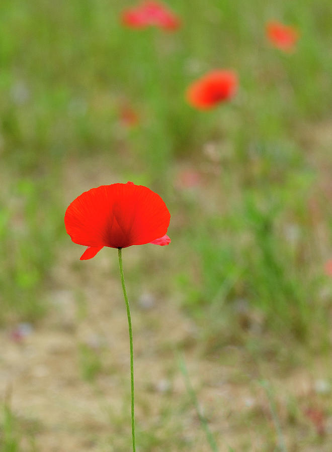 Lonely Poppy Photograph by Georgette Grossman