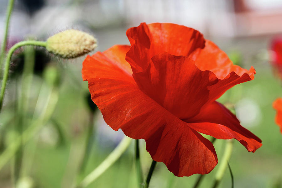 Poppy Photograph - Lonely Poppy by Linda Foakes