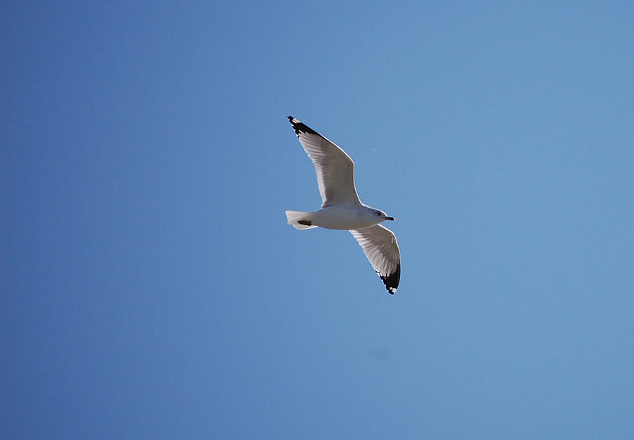 Bird Photograph - Lonely Seagull by Heather Chaput