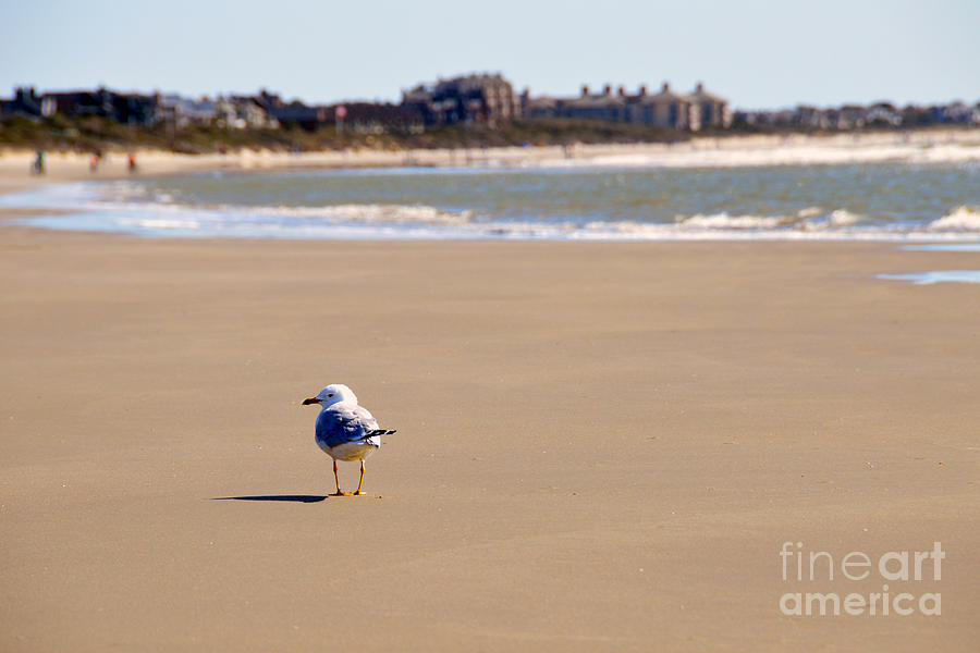 Lonely Seagull On Kiawah Island Beach Photograph