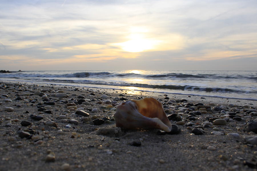 Lonely seashell Photograph by William Joseph | Fine Art America