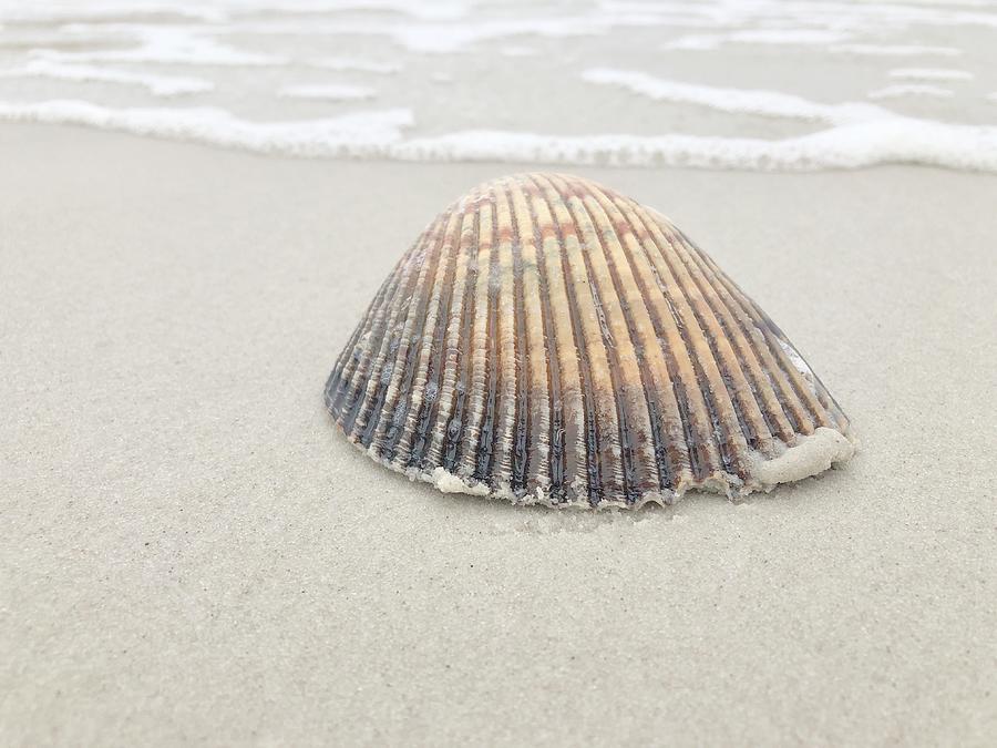 Lonely Shell Photograph