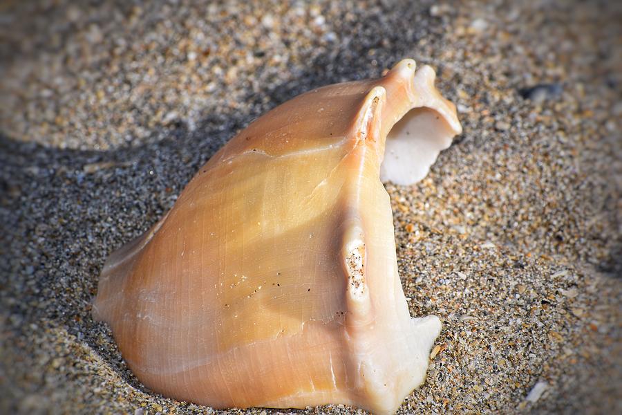 Lonely Shell Photograph by Vicki Lewis