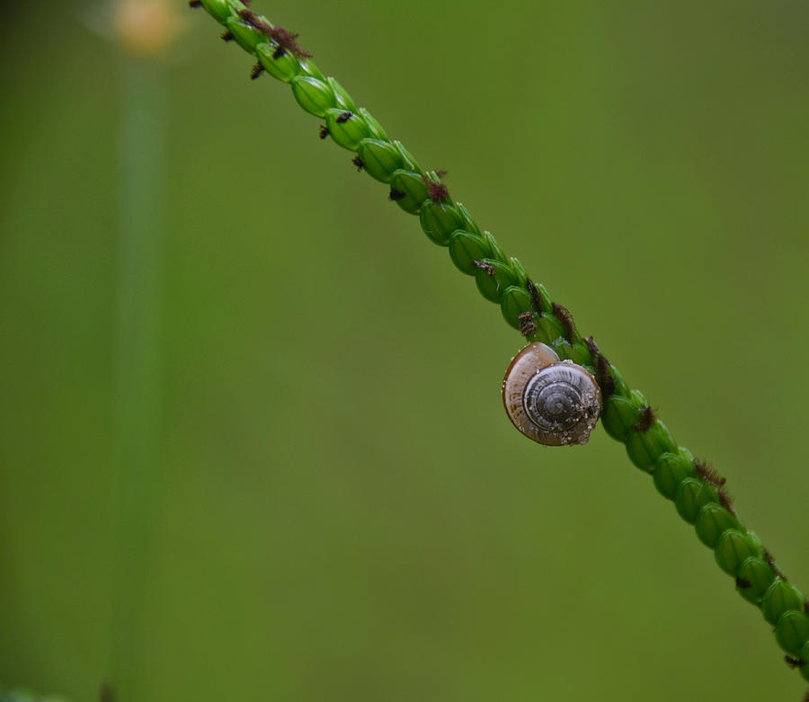 Lonely Snail -Florida Photograph by Adrian De Leon Art and Photography
