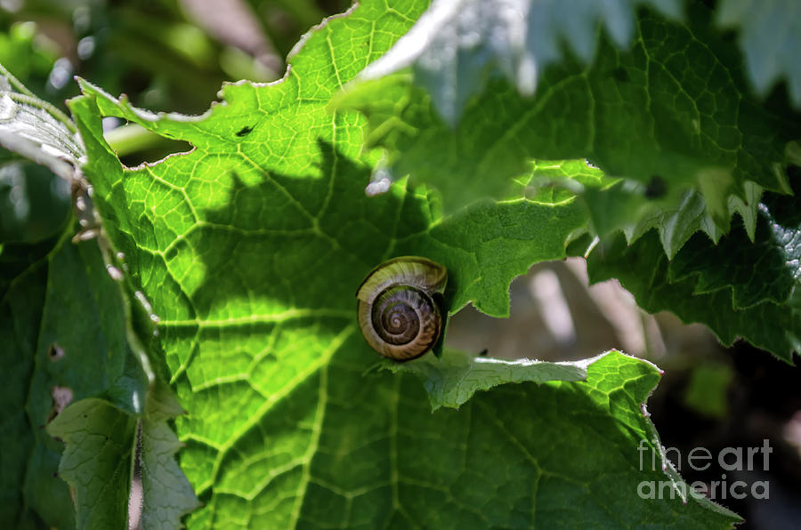 Lonely Snail Photograph by Michelle Meenawong