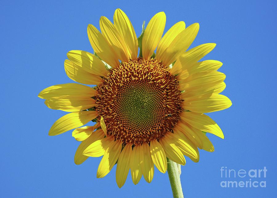 Lonely Sunflower Photograph by Savannah Gibbs