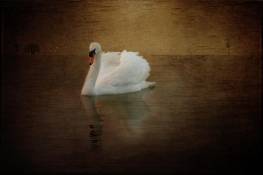 Lonely swan Photograph by Carolyn DAlessandro
