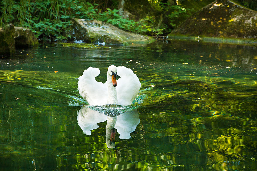 Lonely Swan Photograph by Natalia Otrakovskaya