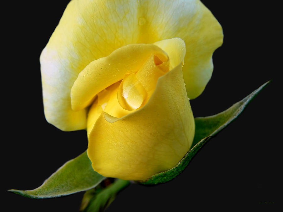 Summer Photograph - Lonely Teardrop Yellow Rose Bud by Jennie Marie Schell