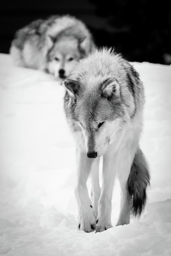 Lonely Trail Of A Wolf Photograph by Athena Mckinzie