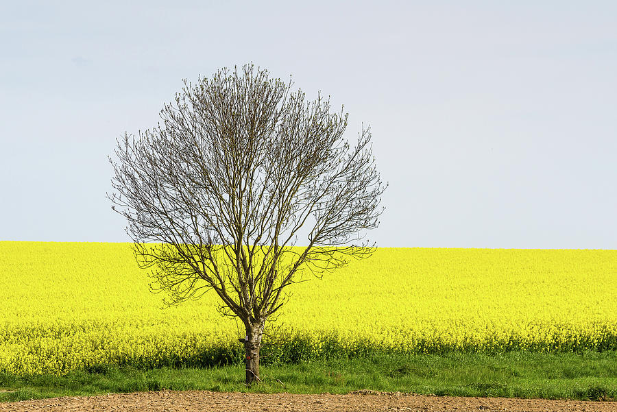 Lonely tree and field of rape Photograph by Paul MAURICE