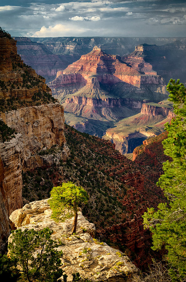 Lonely Tree at Grand Canyon Photograph by Levin Rodriguez