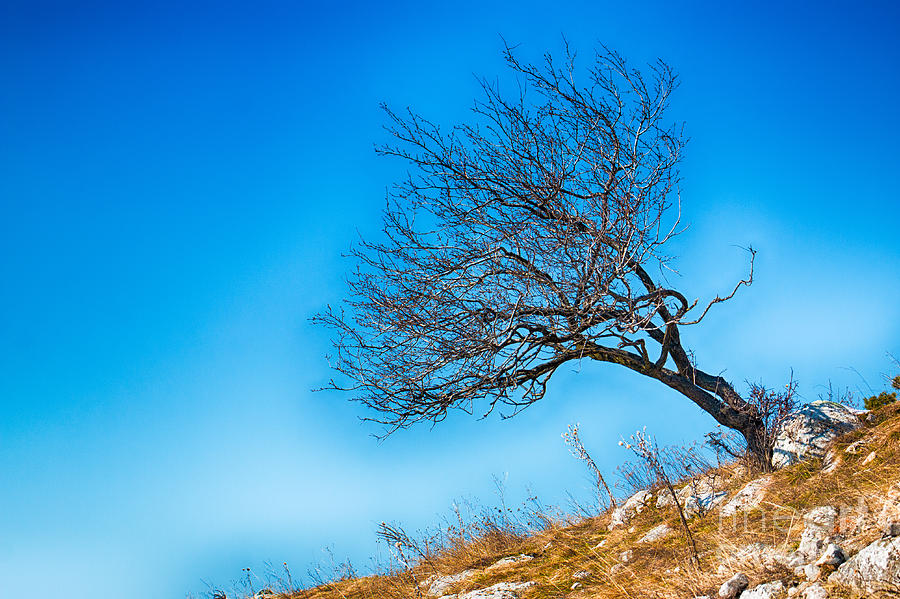 Lonely Tree Blue Sky Photograph by Jivko Nakev