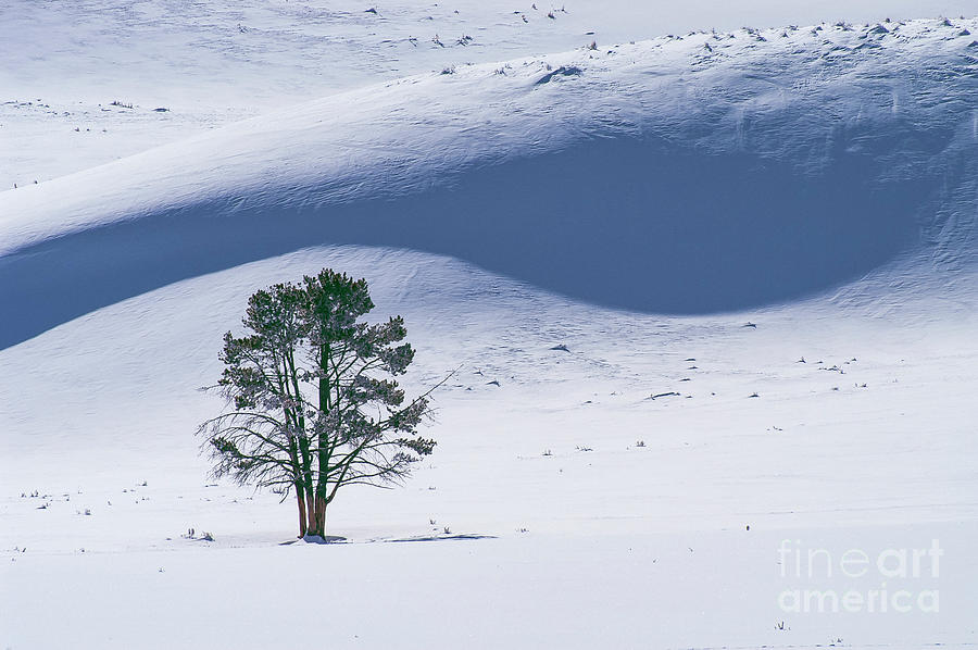 Lonely Tree Photograph by Bob Phillips