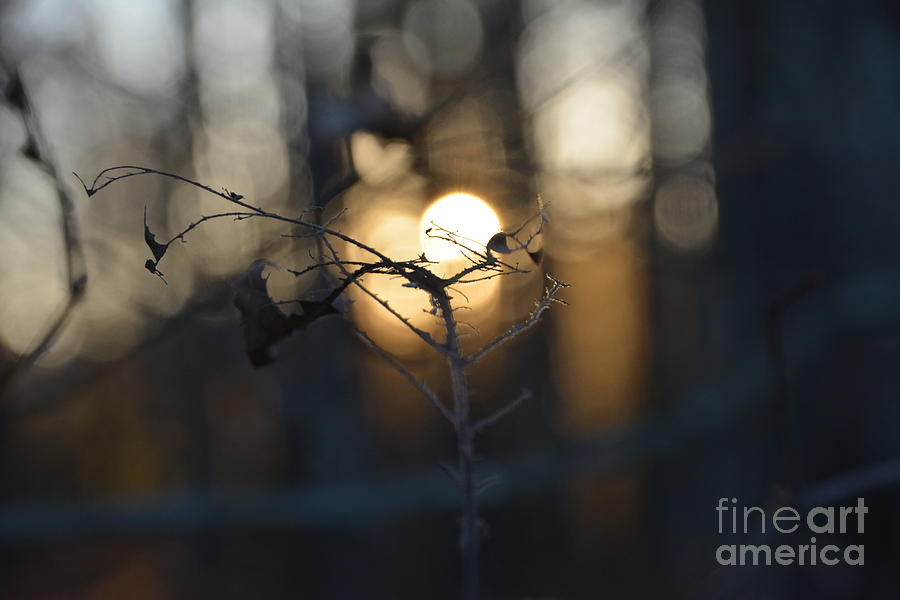 Lonely Tree Branch With Bokeh Love -Georgia Photograph by Adrian De Leon Art and Photography