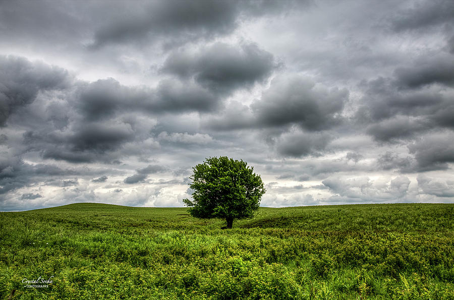 Lonely Tree Photograph by Crystal Socha