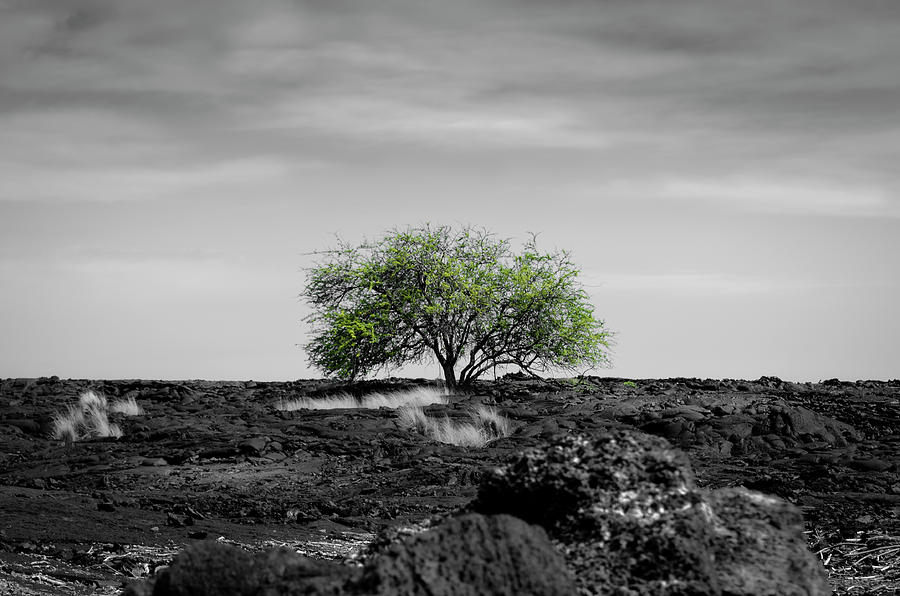 Lonely Tree Photograph by Daniel Murphy