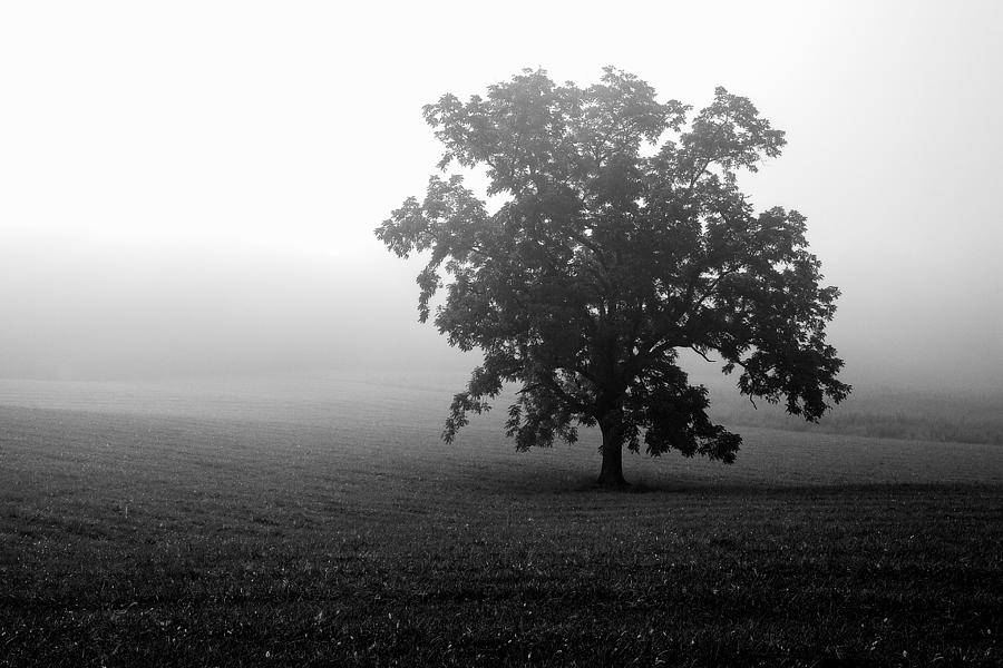 Lonely Tree Photograph by Deborah Scannell