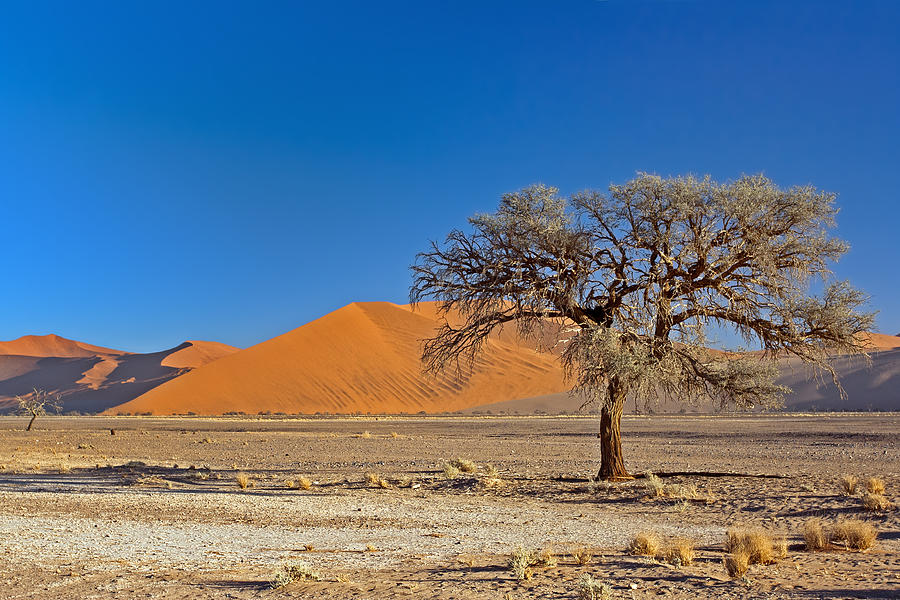 Lonely Tree in Sossusvlei Photograph by Aivar Mikko