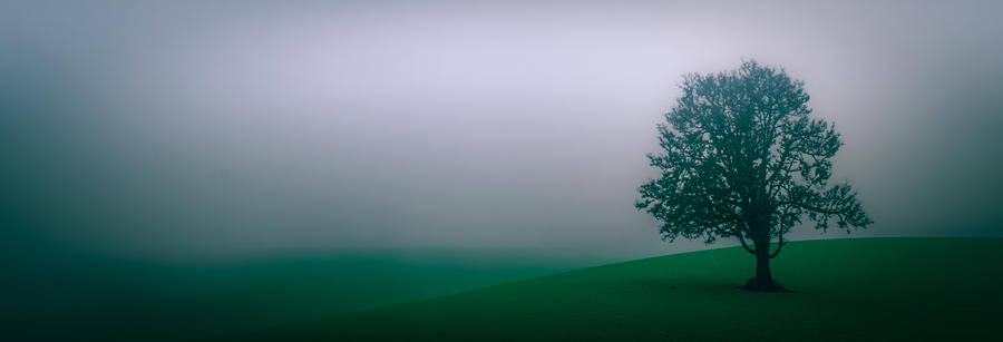 Lonely Tree in the Fog Photograph by Don Schwartz