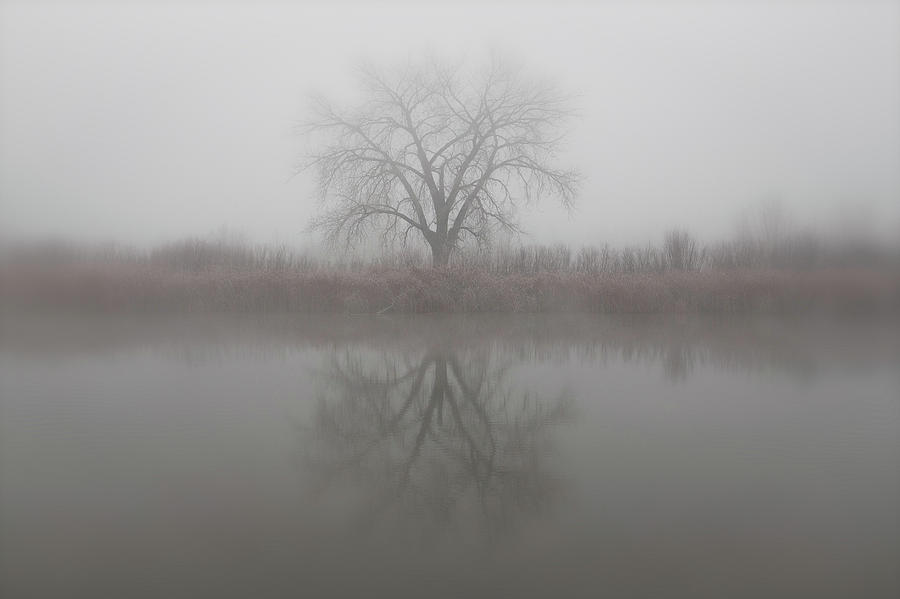 Lonely Tree in the Fog Photograph by Tony Hake