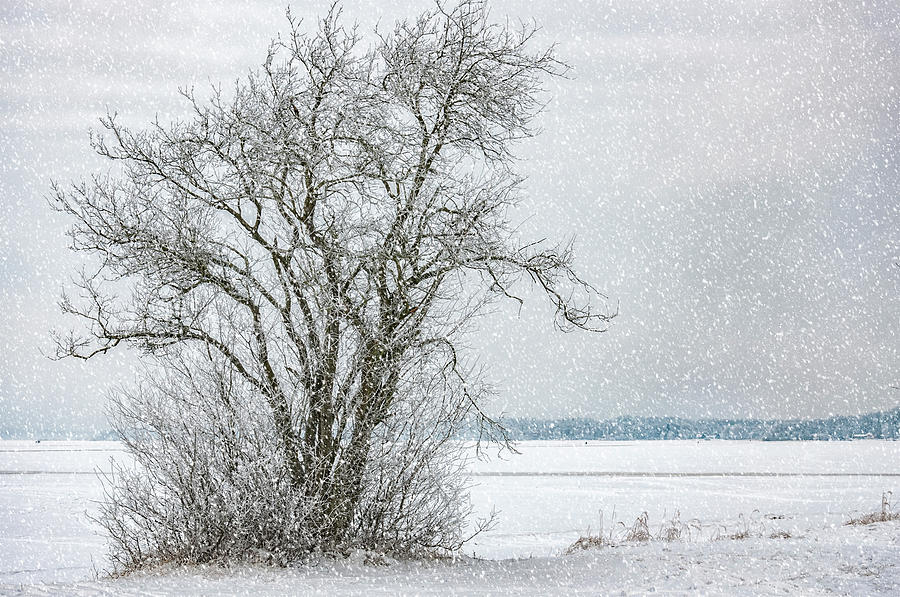 Lonely Tree in Winter Photograph by Antony McAulay