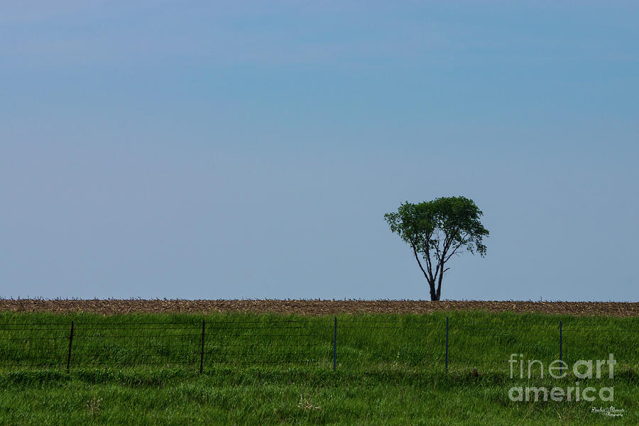 Lonely Tree Photograph by Jennifer White