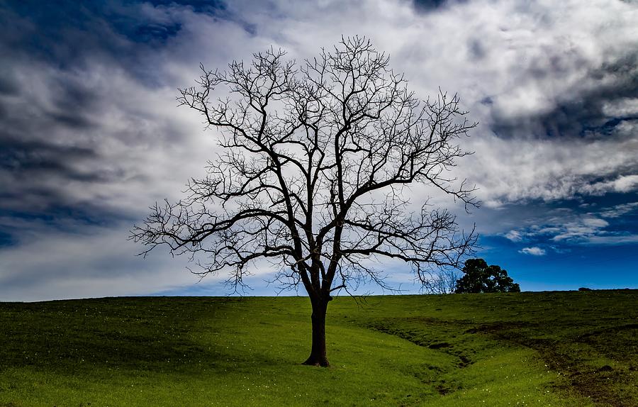 Lonely Tree Photograph by Kevin Craft