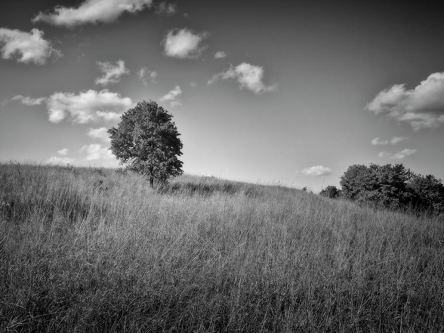 Lonely Tree landscape black and white photography Photograph by Ann Powell