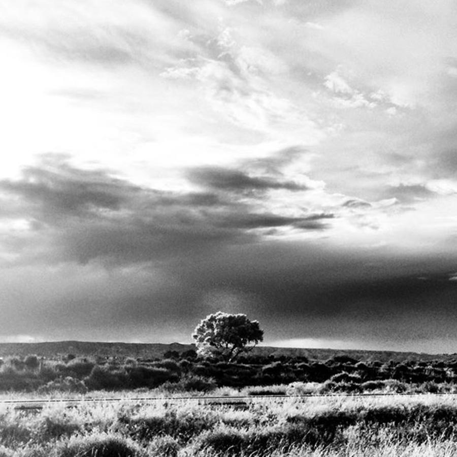Bnw Photograph - Lonely Treed by Star Rodriguez