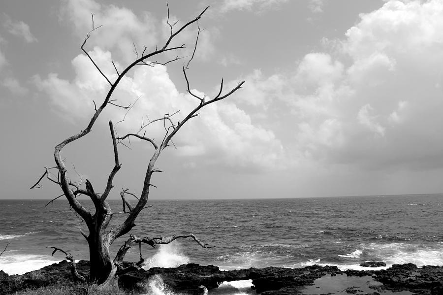 Lonely Tree on Kauai Photograph by Steve Natale