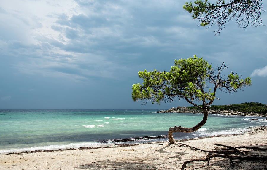 Lonely pine tree on the beautiful sandy  beach Photograph by Michalakis Ppalis