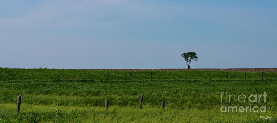 Lonely Tree Pano Photograph by Jennifer White