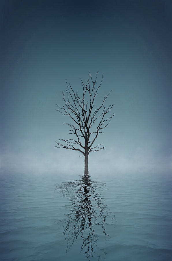 Lonely tree Photograph by Paulo Goncalves