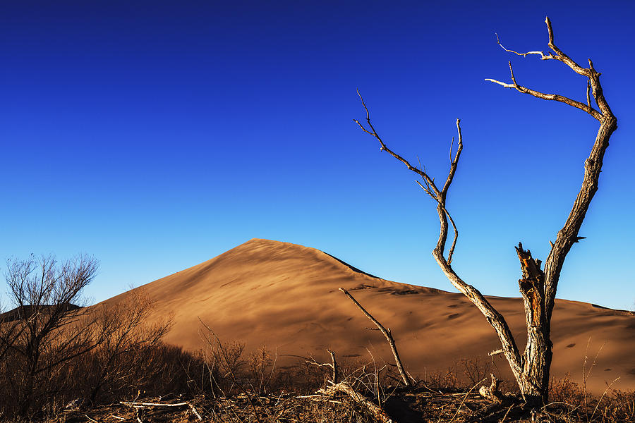 Lonely bare tree and sanddunes Photograph by Vishwanath Bhat