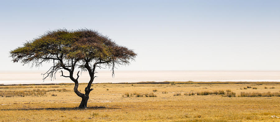 Etosha Photograph - Lonely Tree by Schalk Lombard