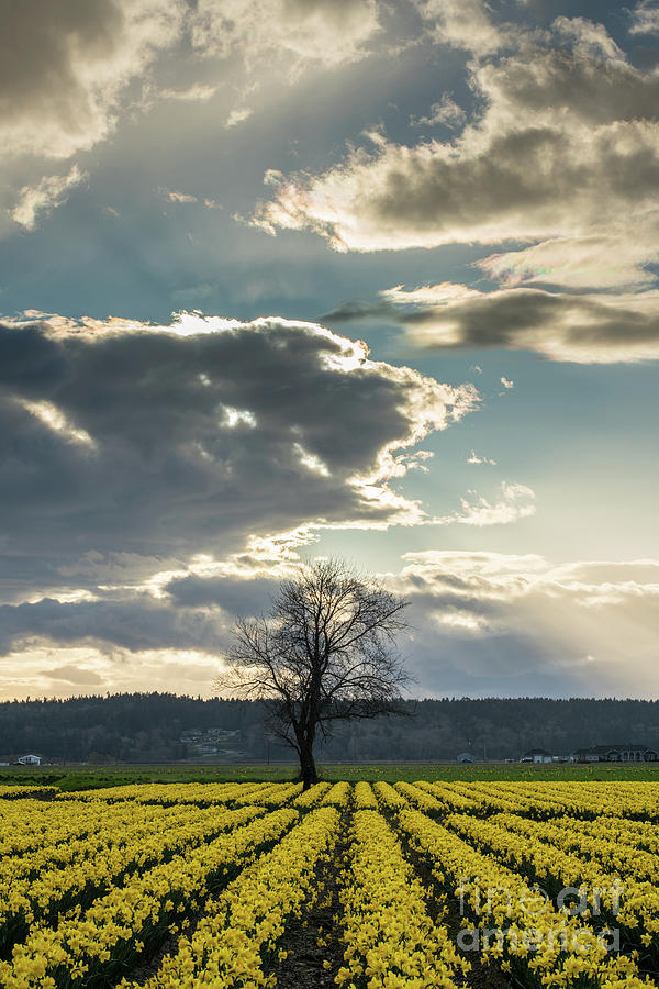 Lonely Tree Soaring Skies Photograph by Mike Reid